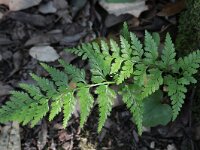 Asplenium onopteris 4 Saxifraga-Rutger Barendse