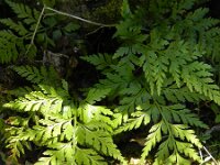 Asplenium onopteris 7, Saxifraga-Rutger Barendse