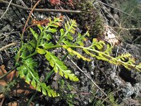 Asplenium onopteris 1, Saxifraga-Rutger Barendse
