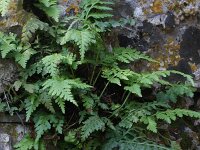 Asplenium onopteris 3, Saxifraga-Rutger Barendse