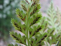 Asplenium onopteris 5, Saxifraga-Jasenka Topic