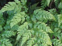 Asplenium onopteris 6, Saxifraga-Jasenka Topic