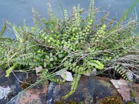 Asplenium trichomanes 21, Steenbreekvaren, Saxifraga-Rutger Barendse