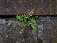 Asplenium trichomanes 35, Steenbreekvaren, Saxifraga-Ed Stikvoort