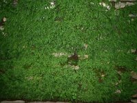 Asplenium trichomanes 41, Steenbreekvaren, Saxifraga-Dirk Hilbers