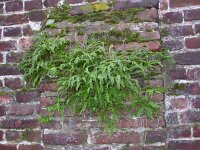 Asplenium trichomanes 8, Steenbreekvaren, Saxifraga-Peter Meininger