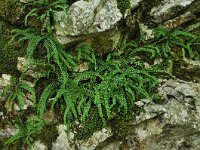 Asplenium trichomanes ssp hastatum 47, Saxifraga-Harry Jans