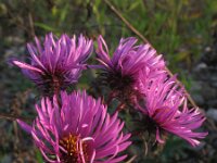 Aster novae-angliae 3, Saxifraga-Rutger Barendse