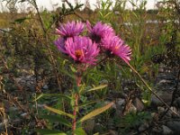 Aster novae-angliae 4, Saxifraga-Rutger Barendse