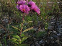 Aster novae-angliae 6, Saxifraga-Rutger Barendse