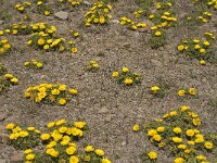 Asteriscus maritimus 14, Saxifraga-Jan van der Straaten