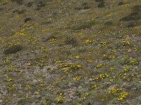 Asteriscus maritimus 40 Saxifraga-Willem van Kruijsbergen
