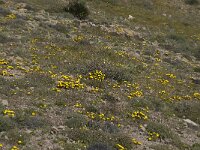 Asteriscus maritimus 42, Saxifraga-Willem van Kruijsbergen