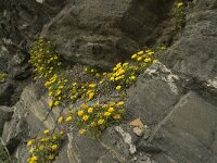 Asteriscus maritimus 50, Saxifraga-Willem van Kruijsbergen