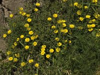 Asteriscus maritimus 51, Saxifraga-Willem van Kruijsbergen