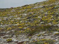 Asteriscus maritimus 77, Saxifraga-Willem van Kruijsbergen