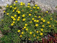 Asteriscus maritimus 84, Saxifraga-Hans Grotenhuis