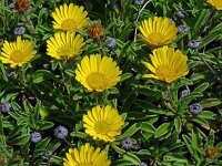 Asteriscus maritimus 85, Saxifraga-Hans Grotenhuis