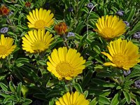 Asteriscus maritimus 87, Saxifraga-Hans Grotenhuis