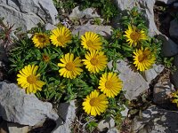Asteriscus maritimus 90, Saxifraga-Hans Grotenhuis