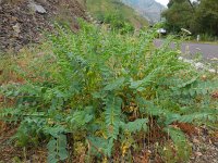 Astragalus aegobromus 1, Saxifraga-Ed Stikvoort