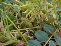 Astragalus aegobromus 2, Saxifraga-Ed Stikvoort