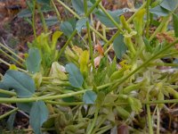 Astragalus aegobromus 3, Saxifraga-Ed Stikvoort