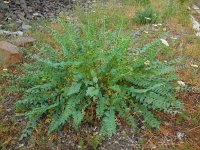 Astragalus aegobromus 4, Saxifraga-Ed Stikvoort
