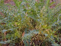 Astragalus aegobromus 5, Saxifraga-Ed Stikvoort