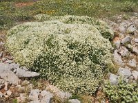 Astragalus angustifolius 1, Saxifraga-Harry Jans