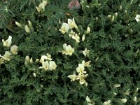 Astragalus angustifolius 12, Saxifraga-Jan van der Straaten