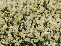 Astragalus angustifolius 2, Saxifraga-Harry Jans