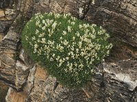 Astragalus angustifolius 3, Saxifraga-Harry Jans