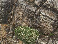 Astragalus angustifolius 4, Saxifraga-Harry Jans