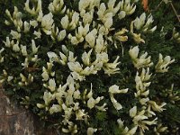 Astragalus angustifolius 5, Saxifraga-Harry Jans
