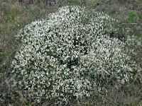 Astragalus angustifolius 7, Saxifraga-Harry Jans