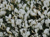 Astragalus angustifolius 8, Saxifraga-Harry Jans