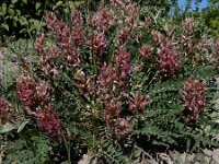 Astragalus brachycarpus