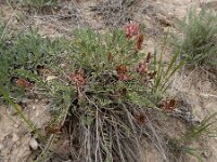 Astragalus brachycarpus 5, Saxifraga-Ed Stikvoort : Jerevan - Areni - Noravank A900