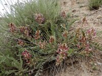 Astragalus brachycarpus 9, Saxifraga-Ed Stikvoort : Jerevan - Areni - Noravank A900