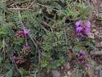 Astragalus cancellatus