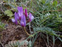 Astragalus cancellatus 2, Saxifraga-Ed Stikvoort : Jerevan - Garni s9900