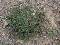 Astragalus cancellatus 7, Saxifraga-Ed Stikvoort : Haghpat - Stepanapan - Gyumri s9900