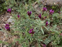 Astragalus cancellatus 8, Saxifraga-Ed Stikvoort : Jerevan - Garni s9900