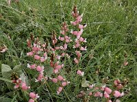 Astragalus chardinii