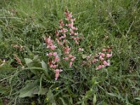 Astragalus chardinii 2, Saxifraga-Ed Stikvoort : Yerevan - Garni A900