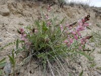 Astragalus chardinii 3, Saxifraga-Ed Stikvoort : Jerevan - Garni s9900