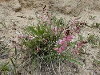 Astragalus chardinii 6, Saxifraga-Ed Stikvoort : Jerevan - Garni s9900