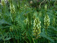 Astragalus cicer 14, Bergerwt, Saxifraga-Ed Stikvoort