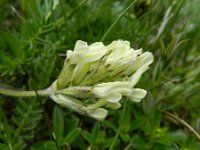 Astragalus cicer 6, Bergerwt, Saxifraga-Rutger Barendse